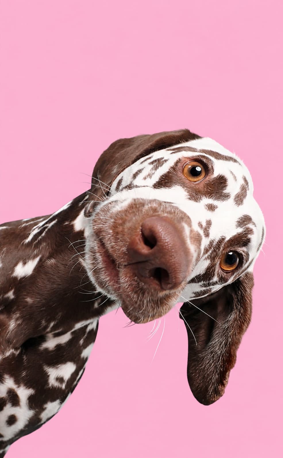 Pembe zeminde başını yana eğip bakan dalmaçyalı köpek