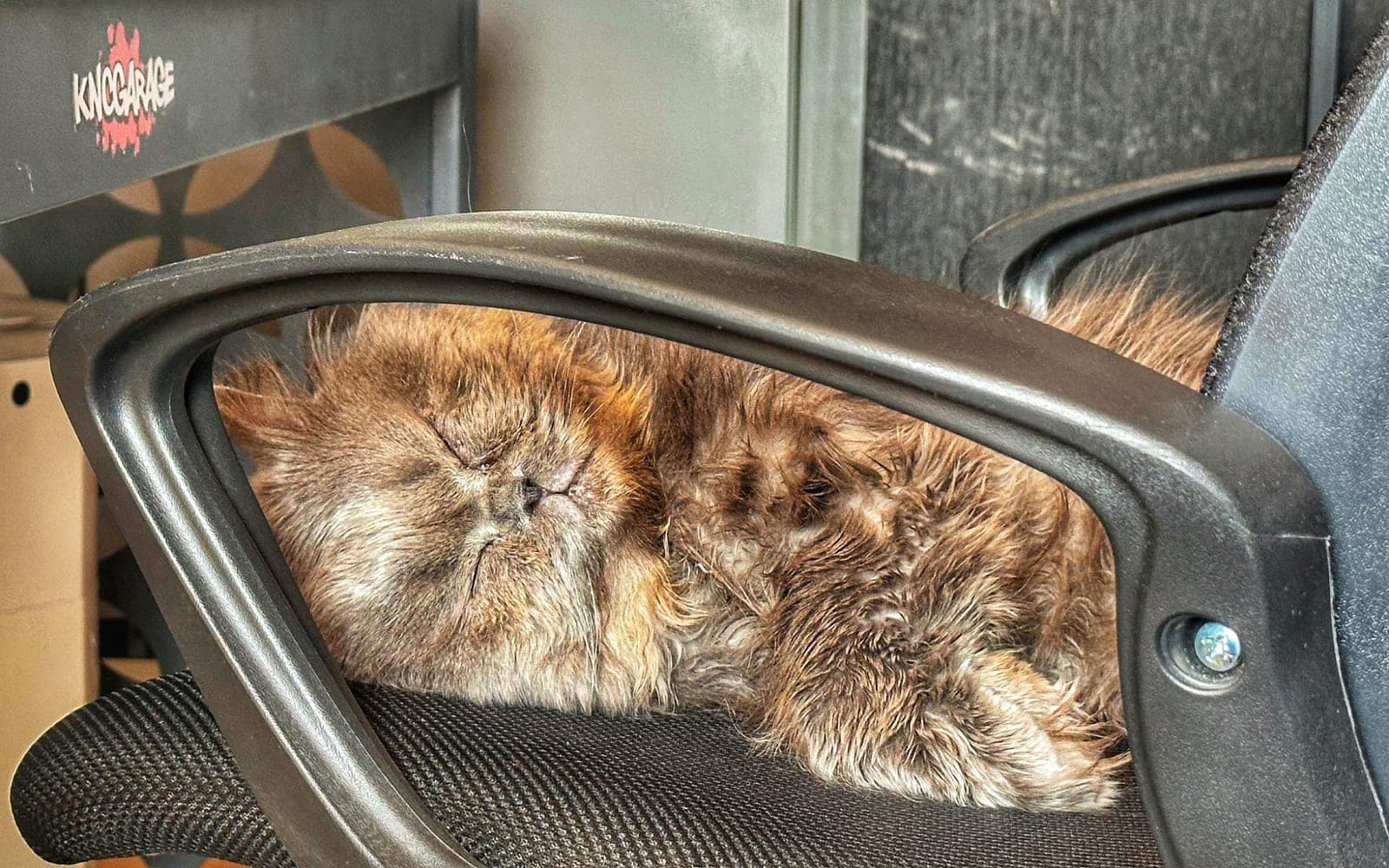 zeus — Esenyurt, İstanbul