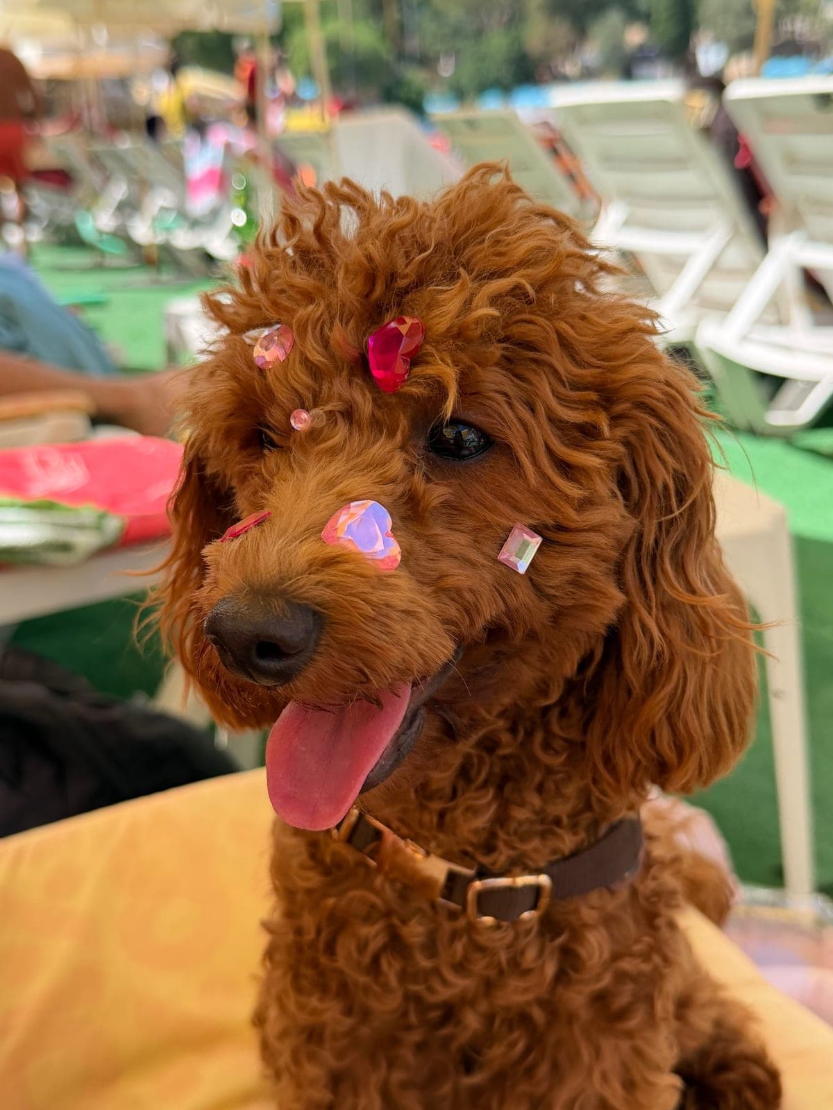 Karamel (Top Poodle) — Erdemli, Mersin (3)