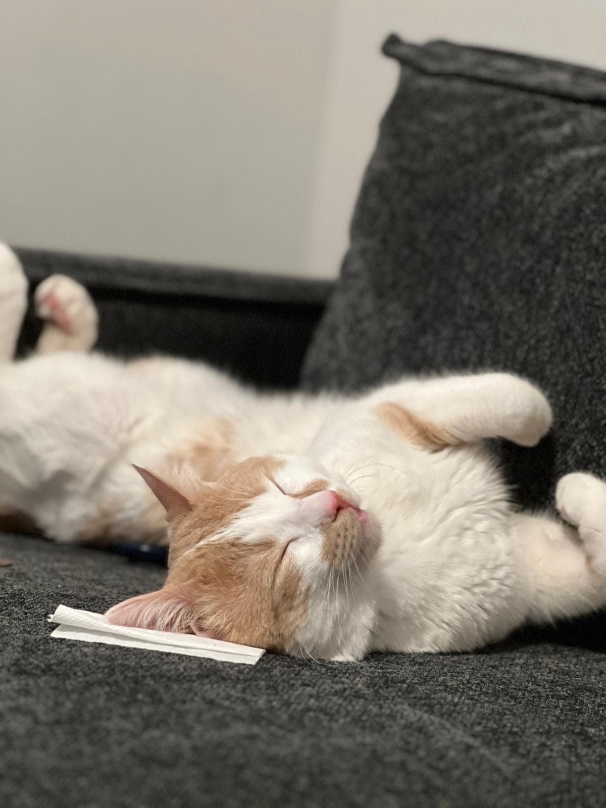 Roni — Sancaktepe, İstanbul (5)