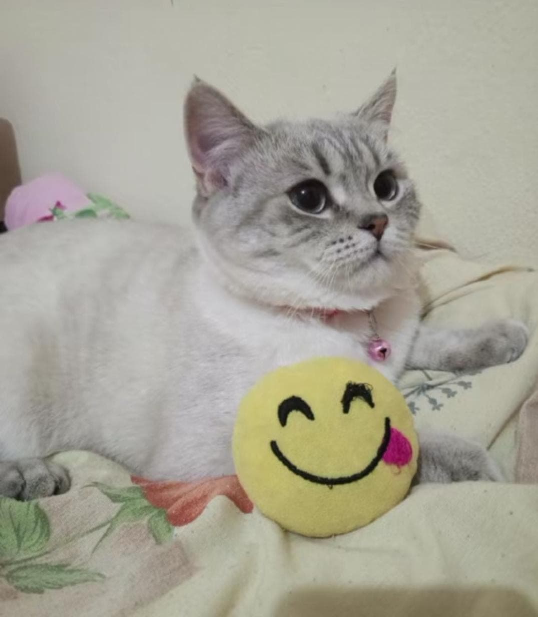 Lisa — Avcılar, İstanbul