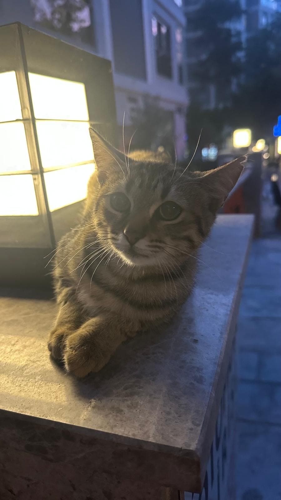 Pamuk — Kadıköy, İstanbul (3)