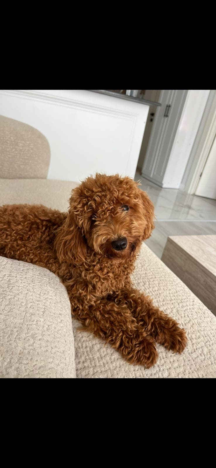 Karamel (Top Poodle) — Erdemli, Mersin (2)