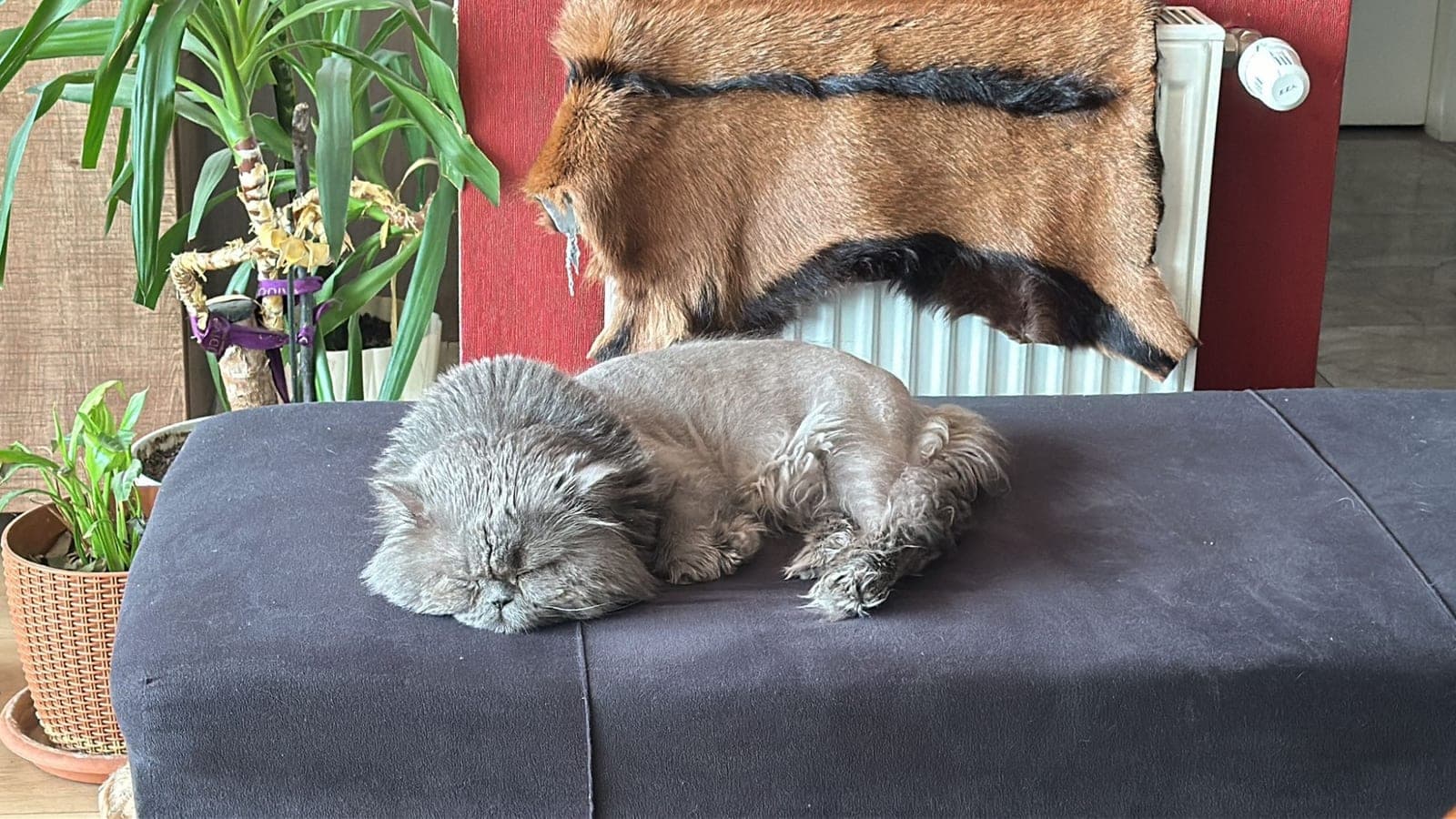zeus — Esenyurt, İstanbul (5)