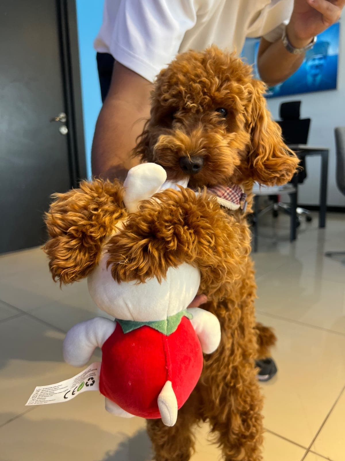 Karamel (Top Poodle) — Erdemli, Mersin (4)