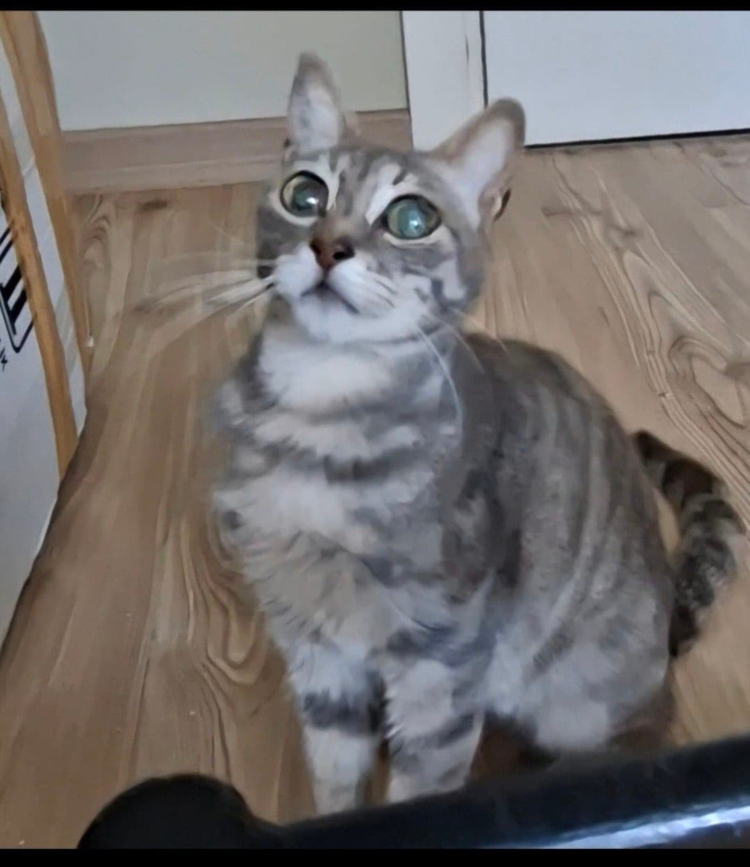 Oscar — Kadıköy, İstanbul (2)