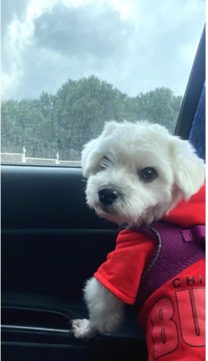 Erkek Maltese Terrier — Sancaktepe, İstanbul