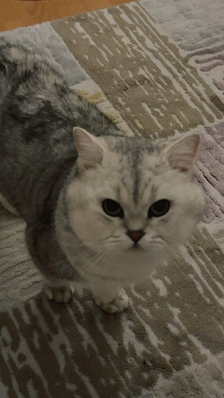 Appa — Bahçelievler, İstanbul (3)