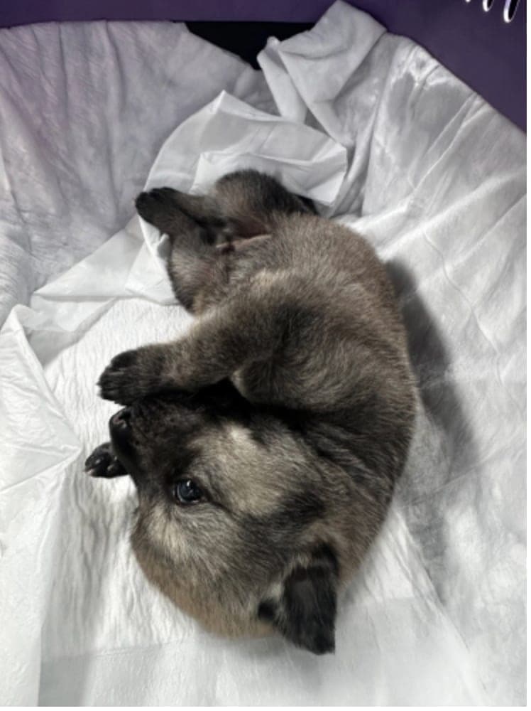 Ferret — Nilüfer, Bursa (3)