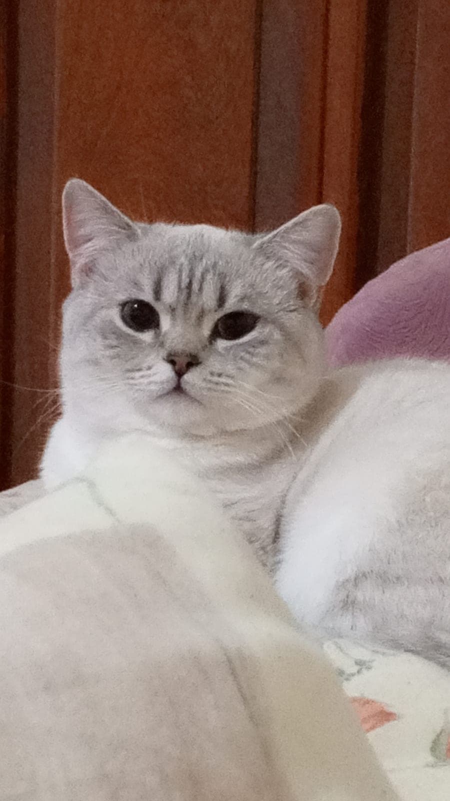 Lisa — Avcılar, İstanbul (3)