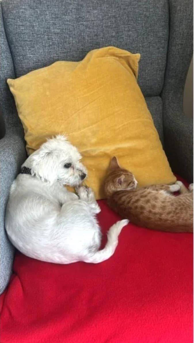 Erkek Maltese Terrier — Sancaktepe, İstanbul (3)