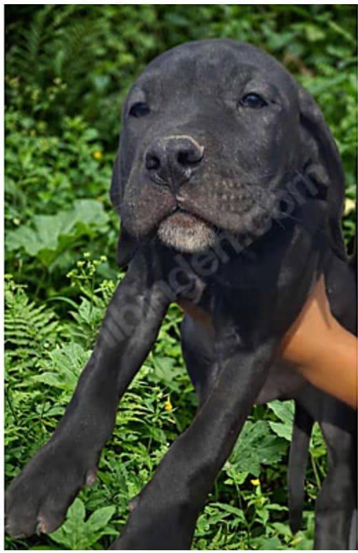 2,5 aylık Cane Corso — Kartal, İstanbul