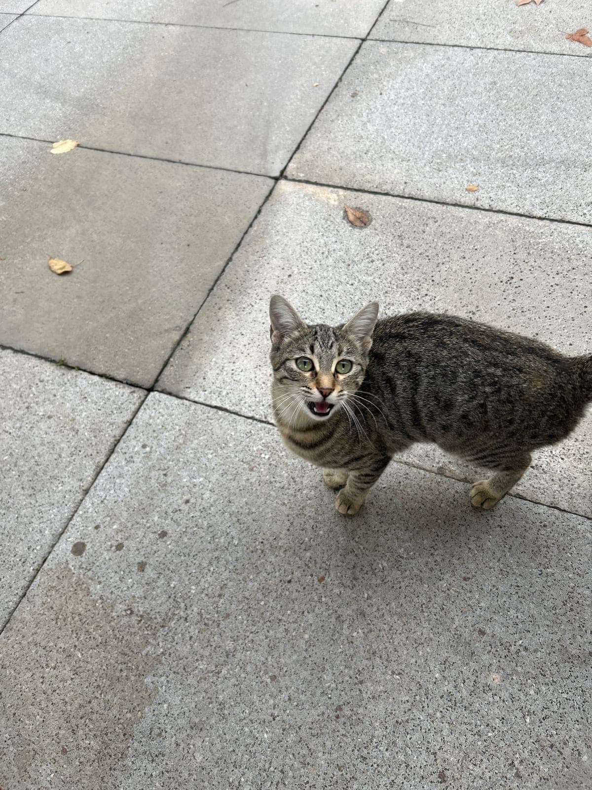 Duman☺️ — Sancaktepe, İstanbul (3)