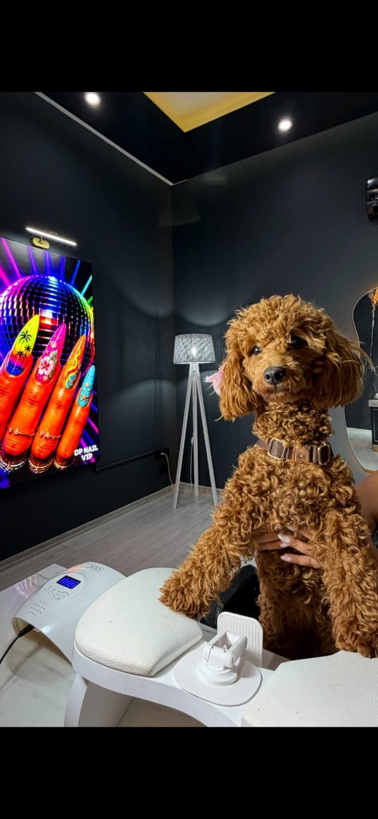 Karamel (Top Poodle) — Erdemli, Mersin