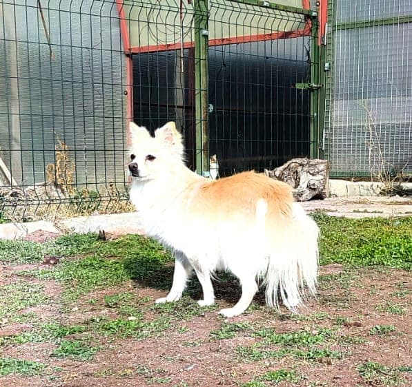Bella — Tepebaşı, Eskişehir (4)
