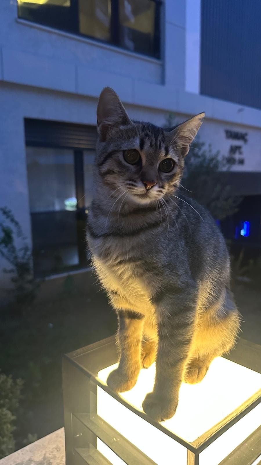 Pamuk — Kadıköy, İstanbul (2)