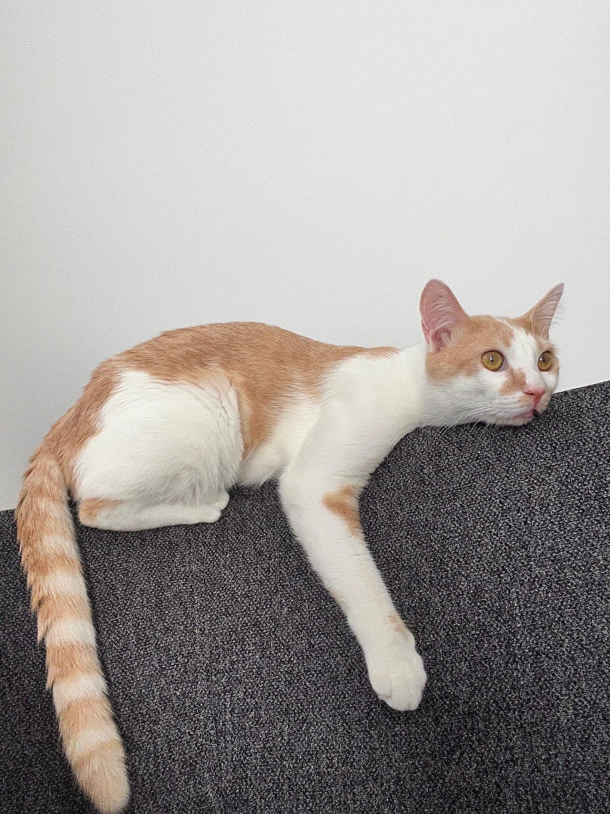 Roni — Sancaktepe, İstanbul (3)