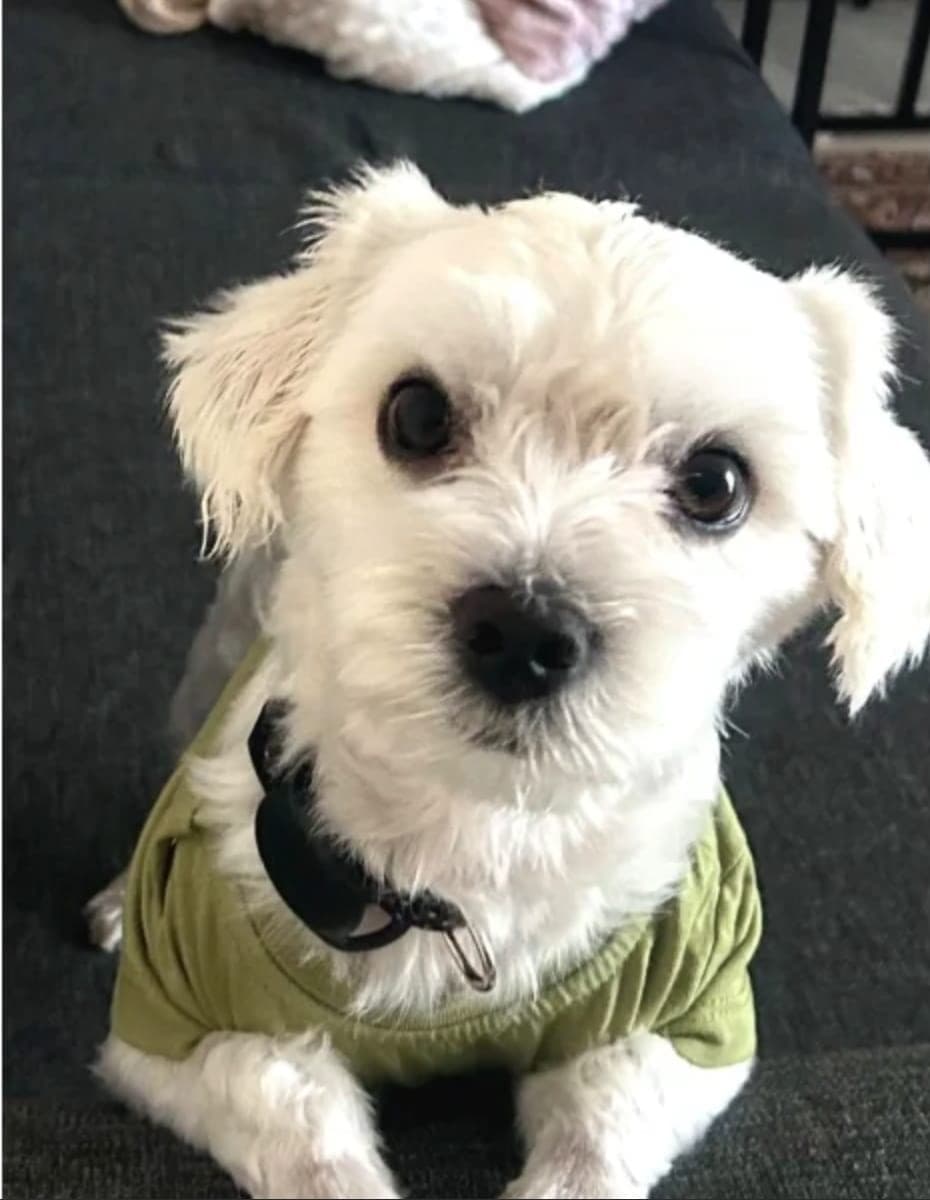 Erkek Maltese Terrier — Sancaktepe, İstanbul (2)
