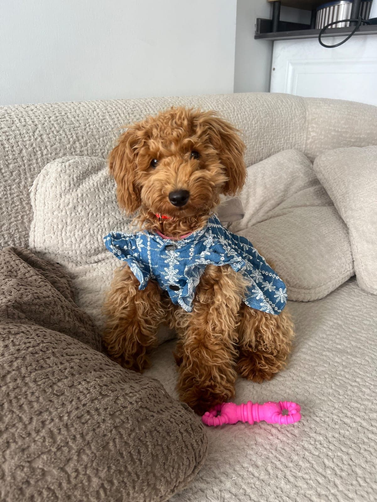 Karamel (Top Poodle) — Erdemli, Mersin (5)