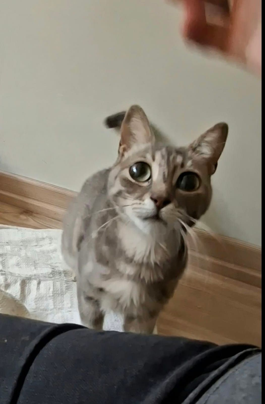 Oscar — Kadıköy, İstanbul (3)