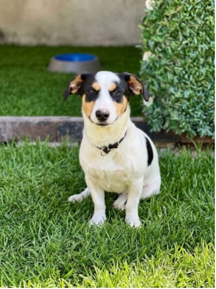 Jack russell — Konak, İzmir