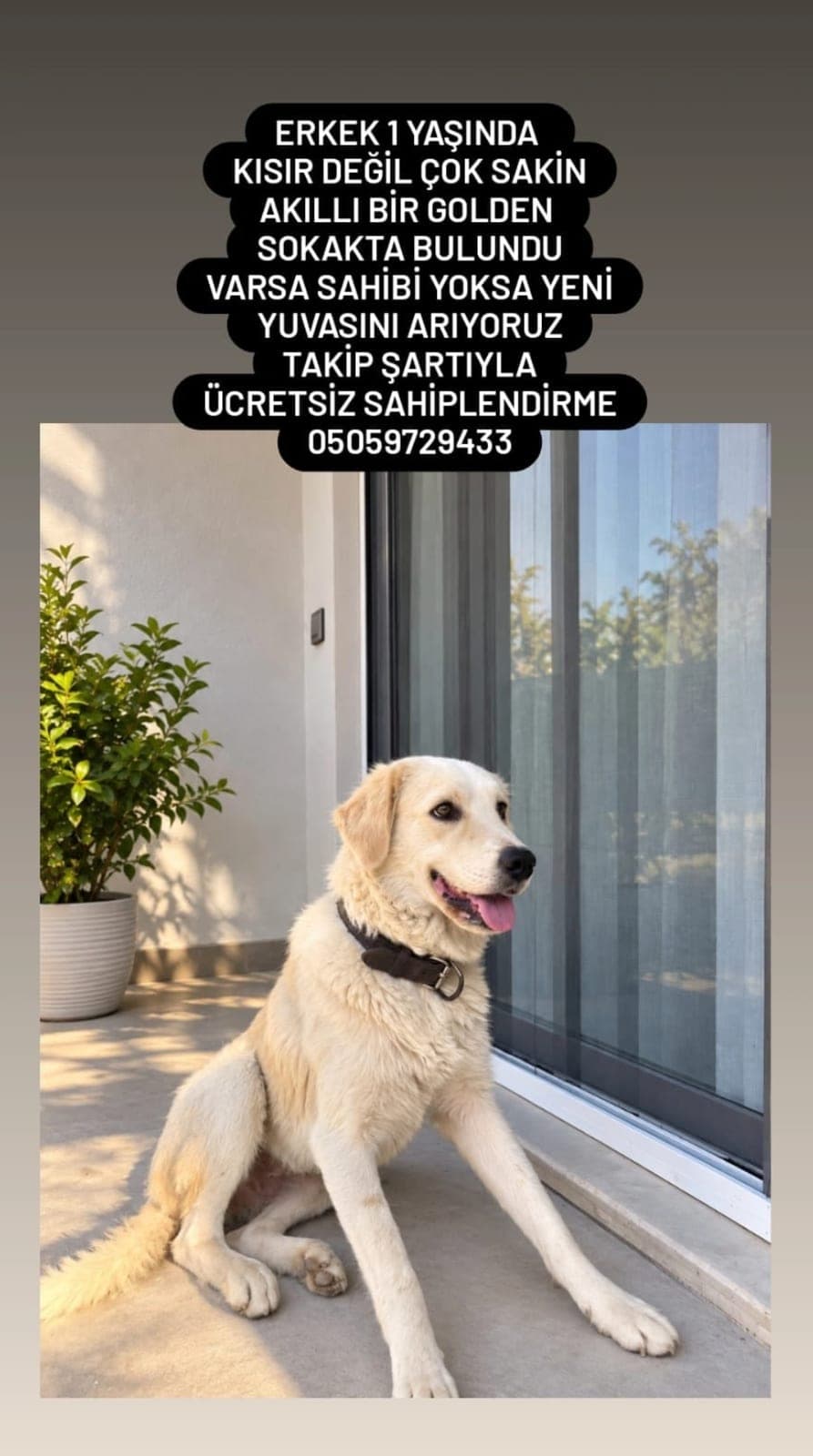 Golden — Ceyhan, Adana