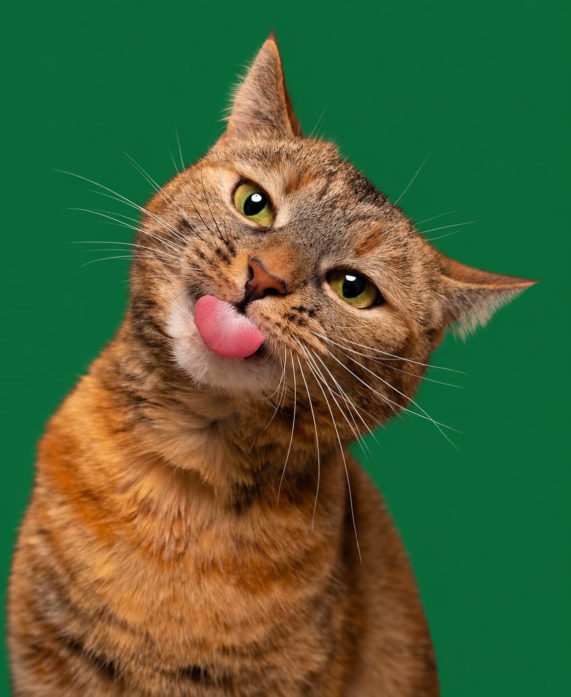 Merakla bakan kedi
