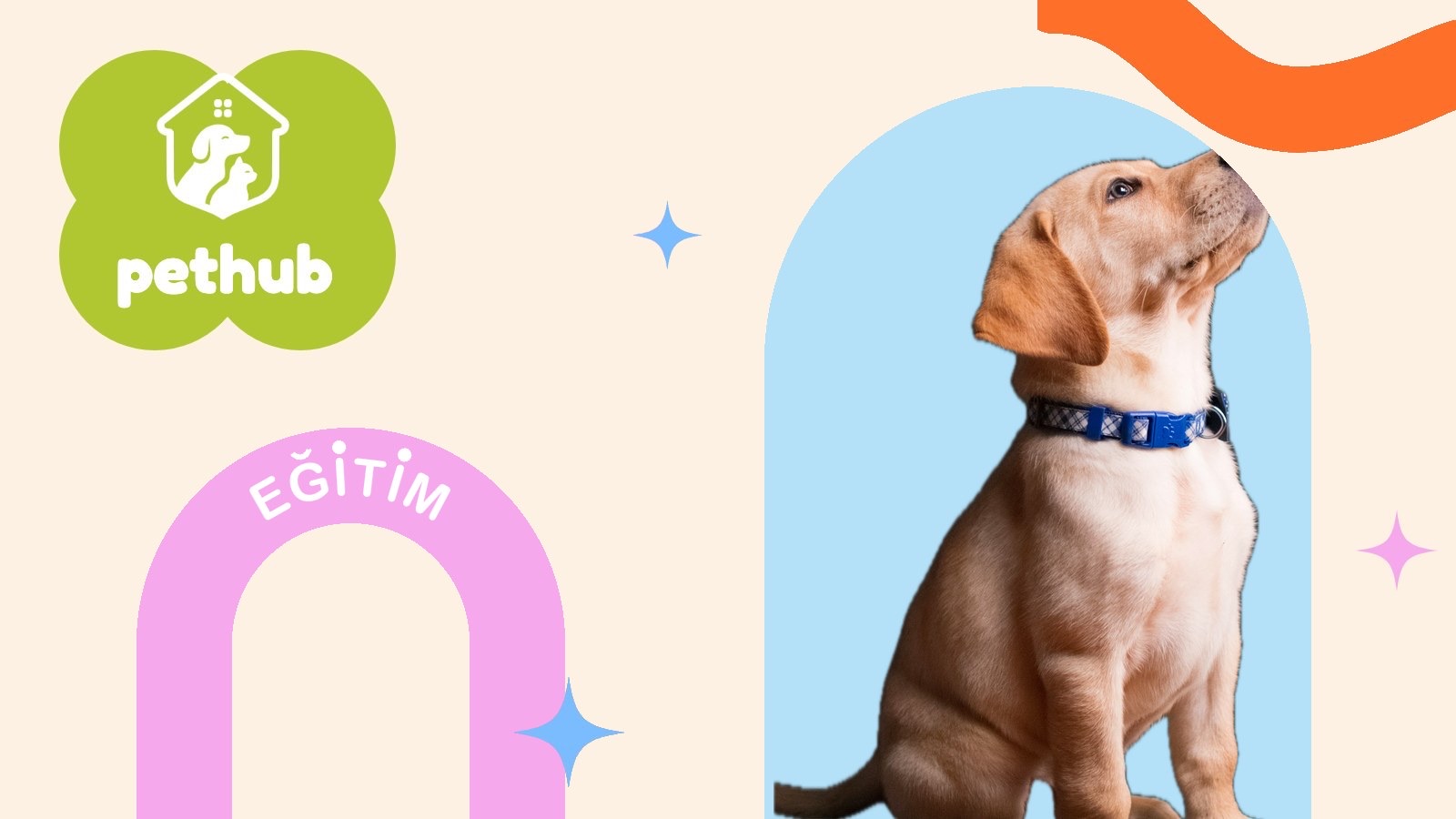 Köpek Eğitimi Kaç Yaşında Başlamalı?