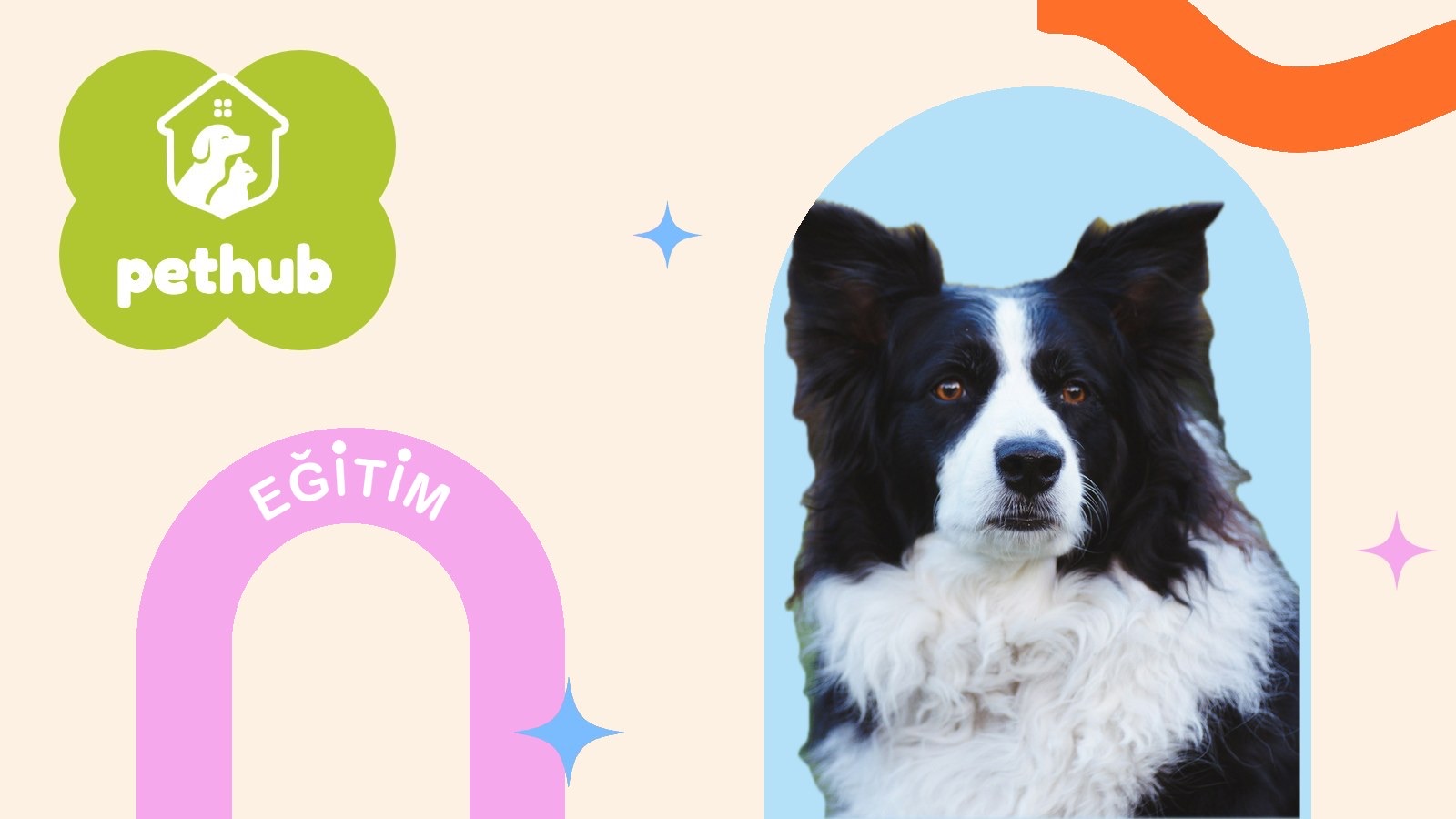 Köpek Eğitimi Ücretleri: Özel Ders mi, Grup mu, Yatılı Eğitim mi?