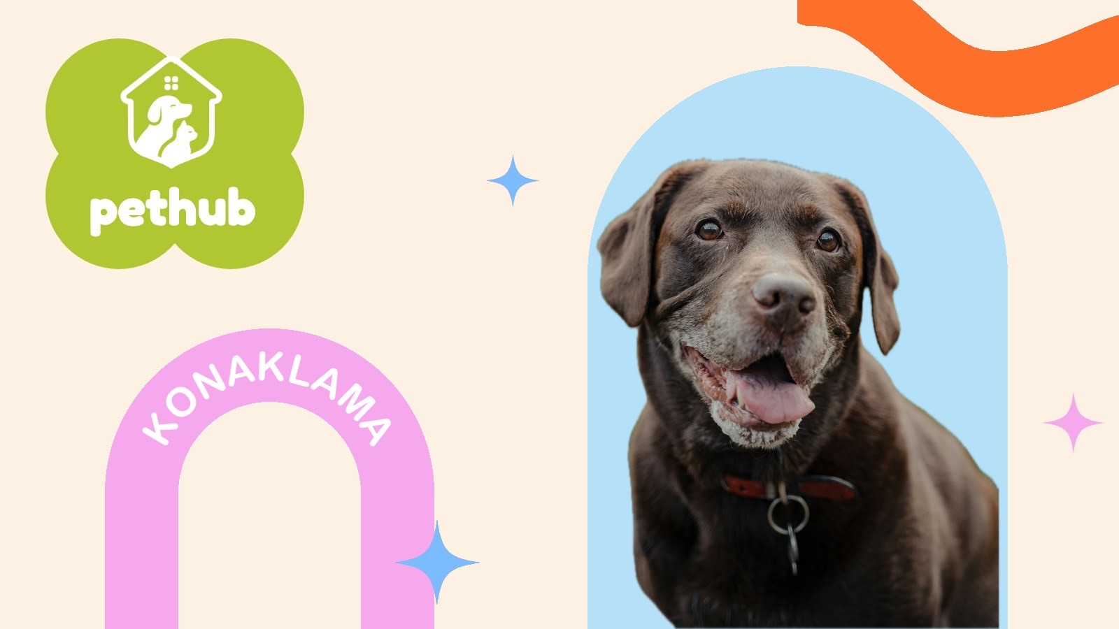 İyi Bir Köpek Pansiyonu Nasıl Seçilir? 12 Soruluk Kontrol Listesi