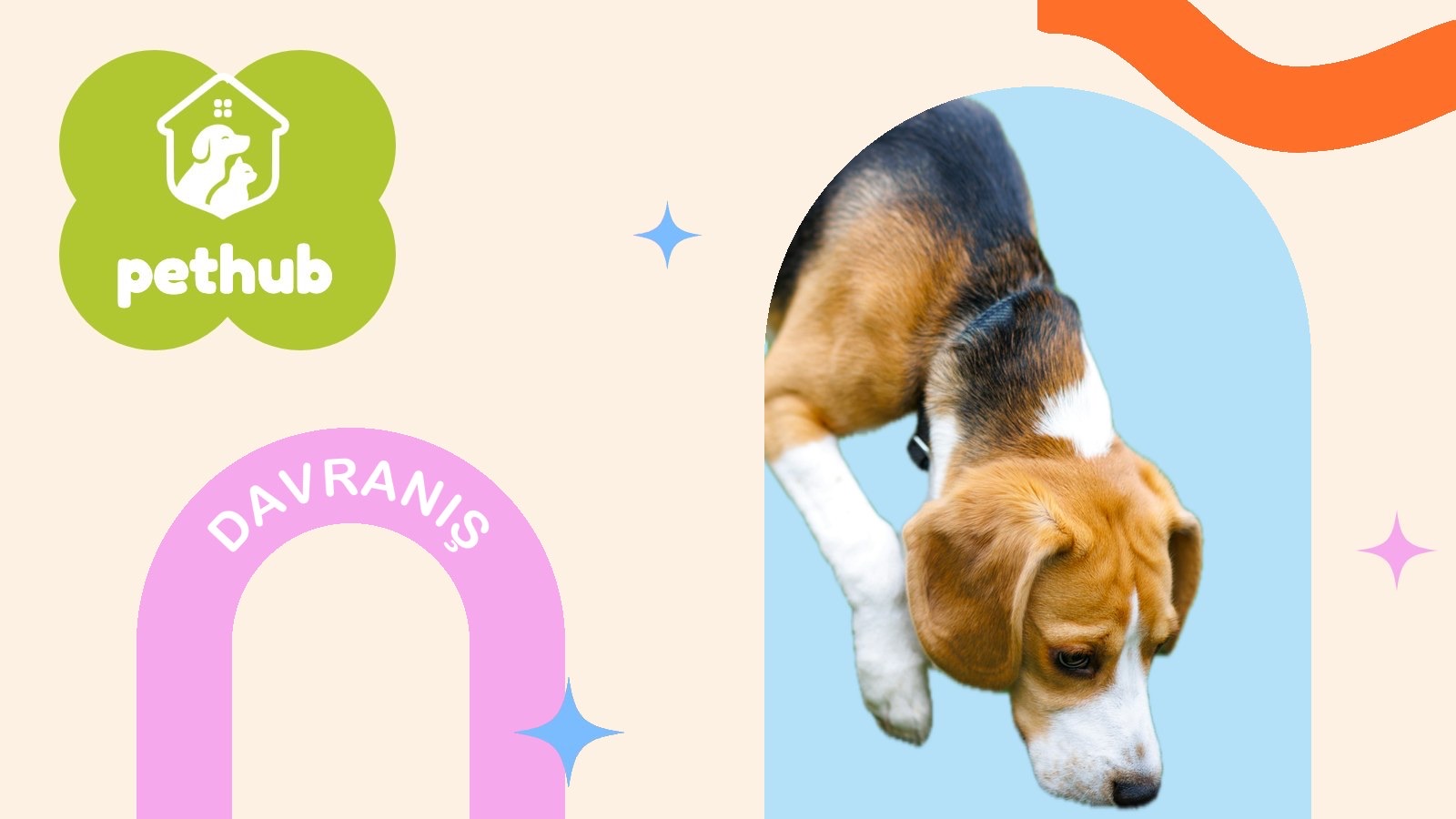 Köpekler Yürüyüşte Neden Her Yeri Koklamak İster?