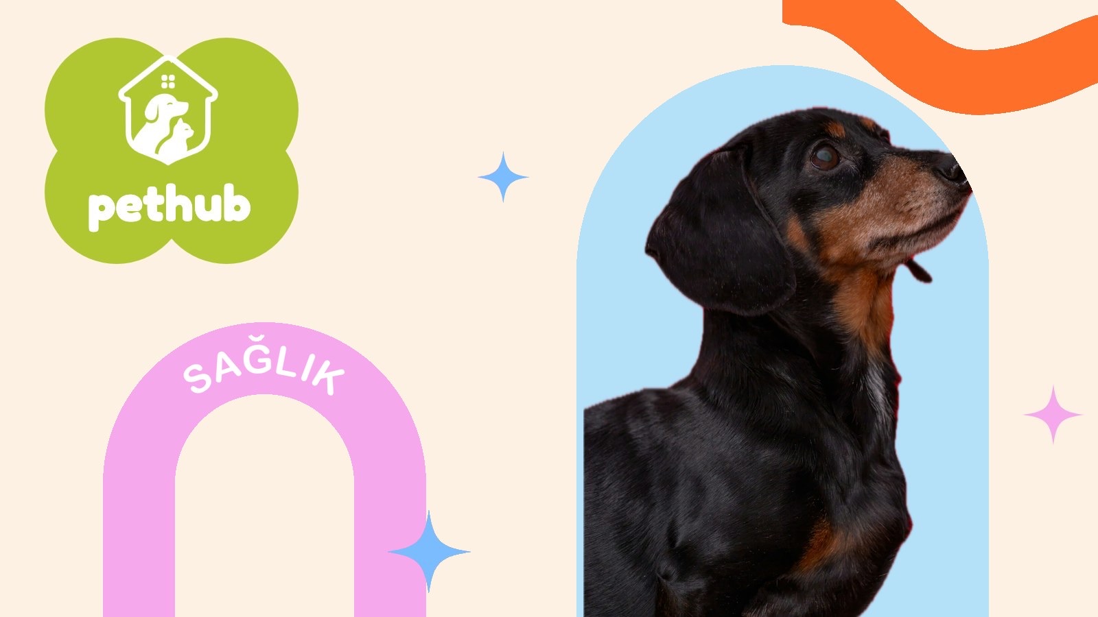 Köpeklerde İç ve Dış Parazit Uygulaması: Ne Sıklıkla Yapılmalı?