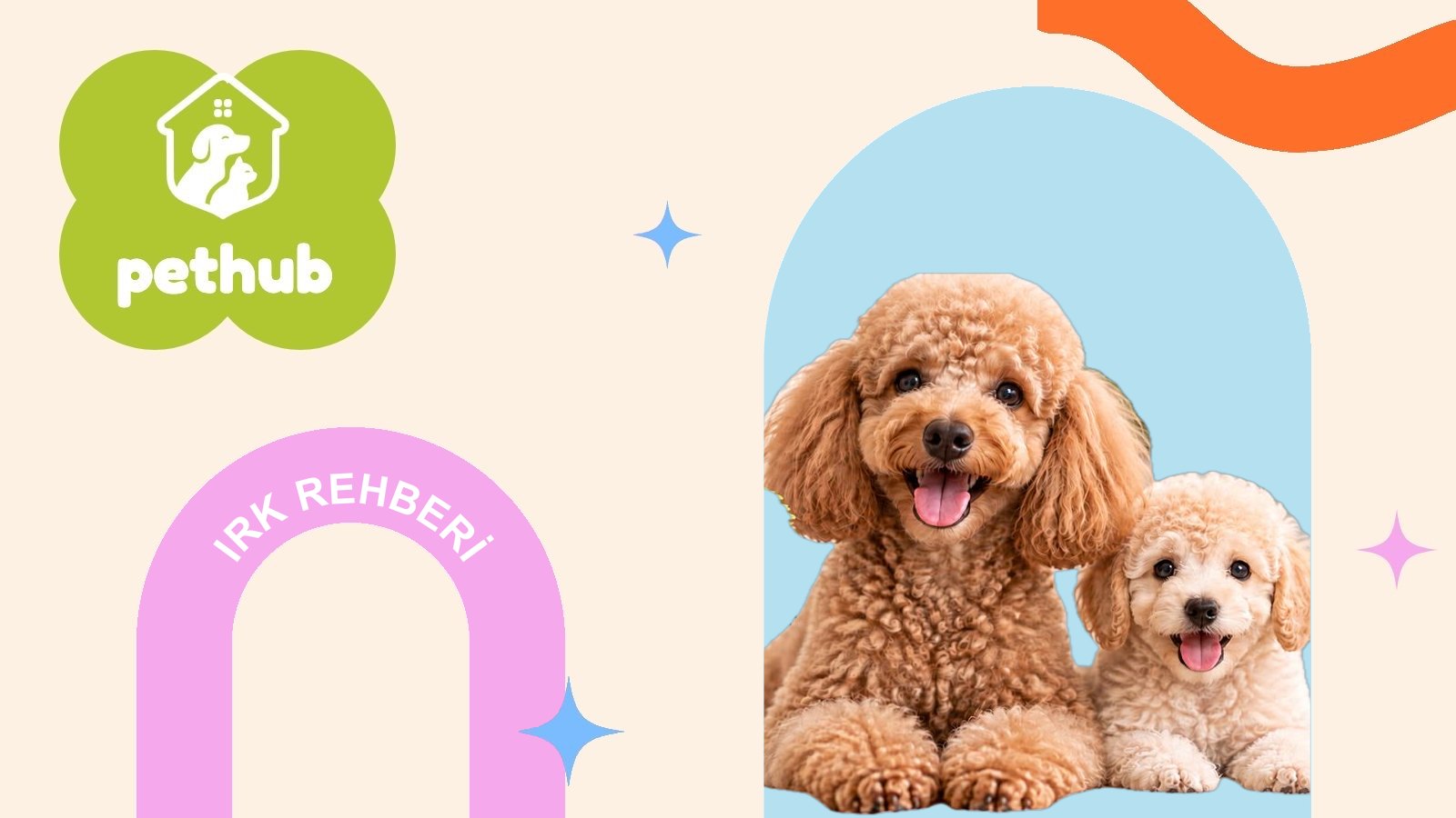 Poodle Köpek Irkı: Özellikleri, Bakımı ve Sahiplenme Rehberi